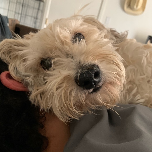 Meet your Posher, Kylie - Picture 1 of 1